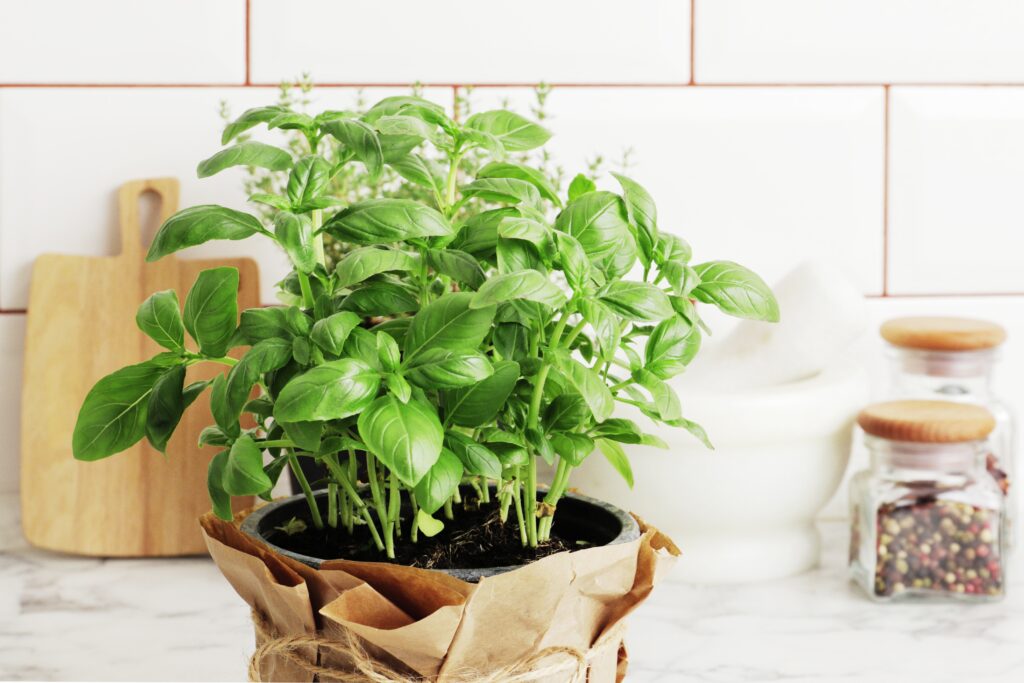 How to grow basil indoors at home