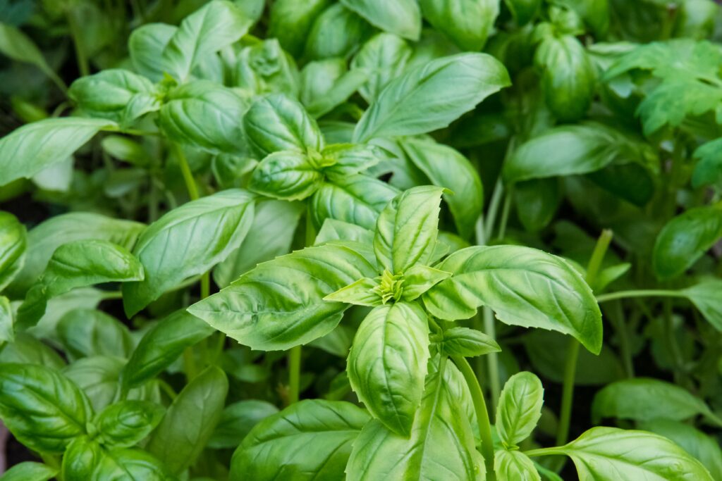 easiest herbs to grow indoors