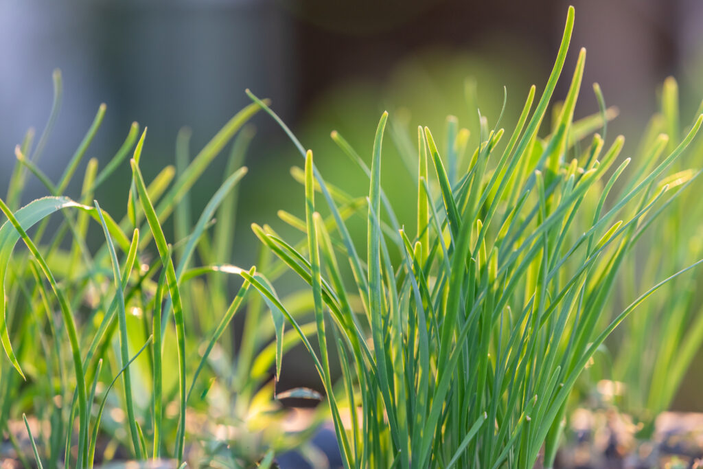 easiest herbs to grow indoors