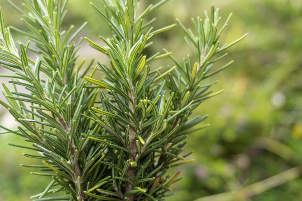 rosemary herb to grow indoors 