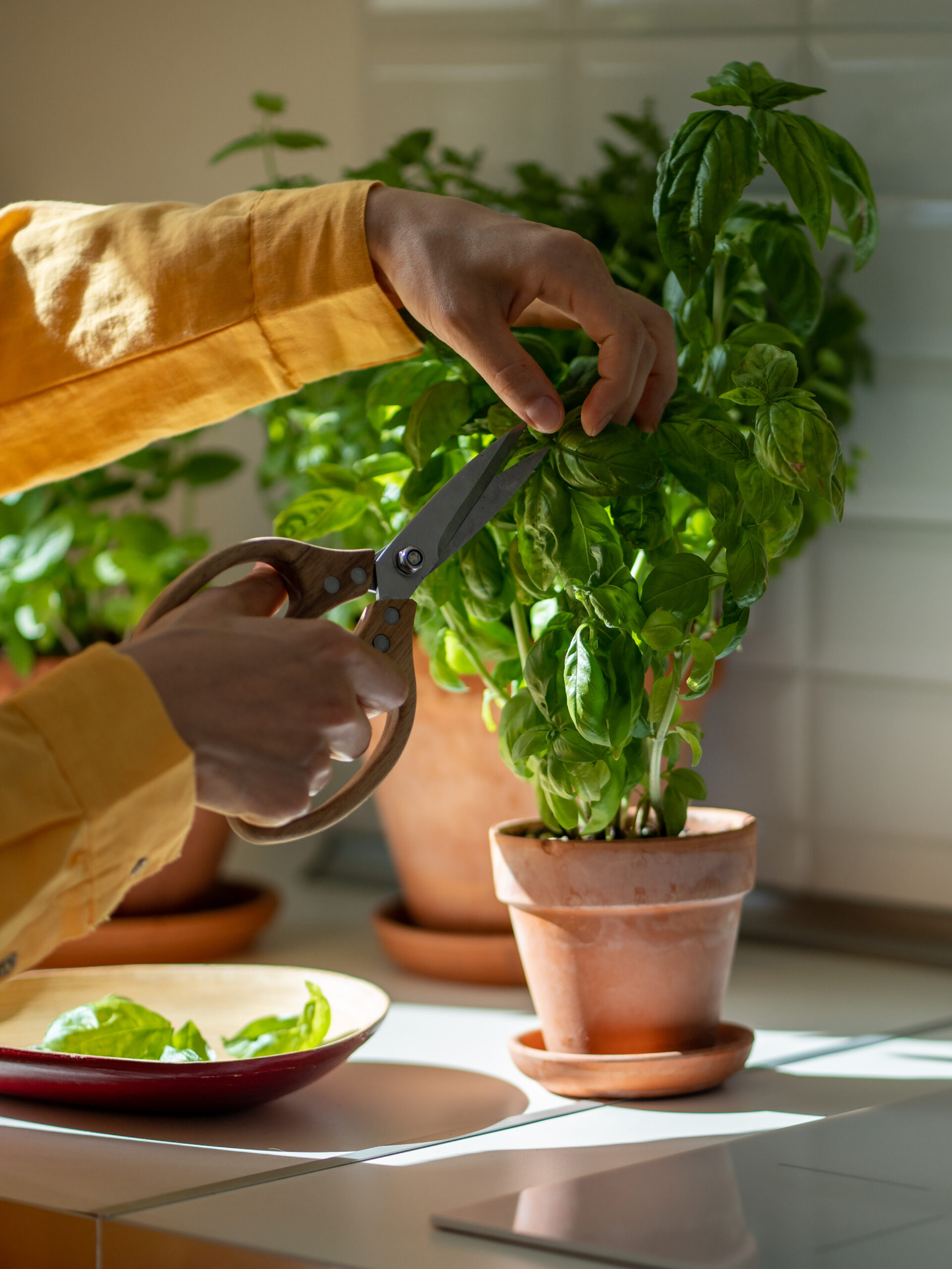 scissors cutting a basil herb