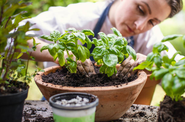 Lady planting a basil herb